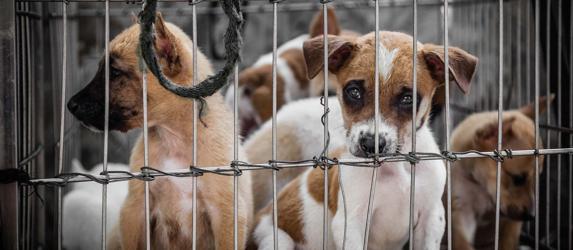 Massachusetts Animal Rights Coalition
