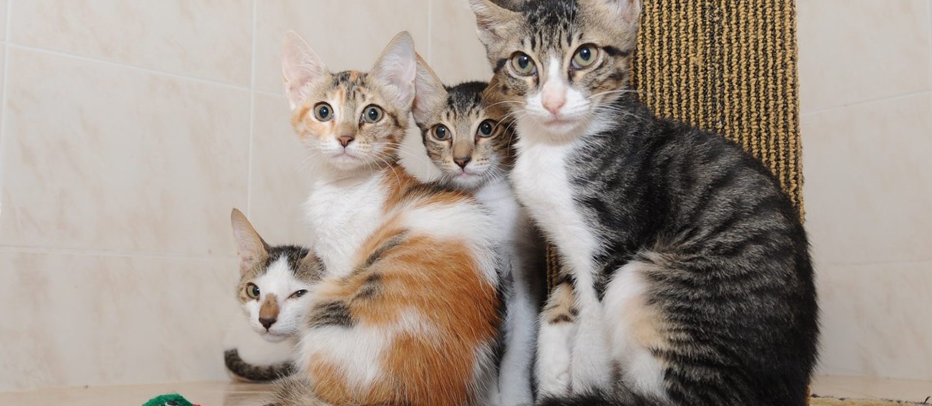 Massachusetts Animal Rights Coalition